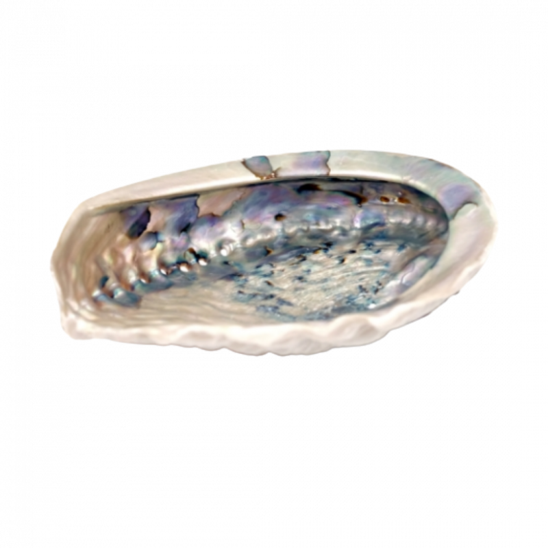Conchiglia abalone haliotis linneaus - 13/15 cm