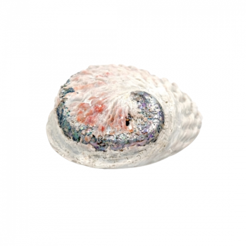 Conchiglia abalone haliotis linneaus - 13/15 cm