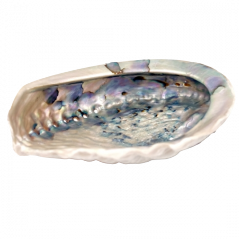 Conchiglia abalone haliotis gigantea - 14/16 cm