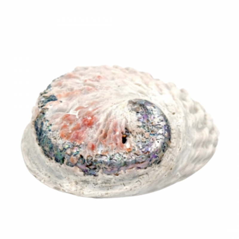 Conchiglia abalone haliotis gigantea - 14/16 cm