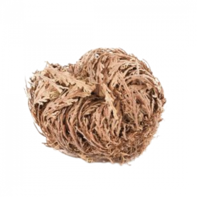 Rosa di gerico l - 10 cm